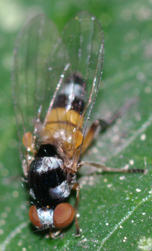 Callomyia amoena  (Platypezidae)
